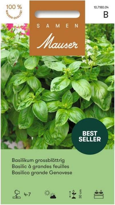 Samen Mauser Basilic à grandes feuilles (Graines d'herbes aromatiques)
