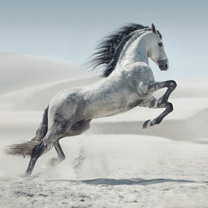 Produktbild Magic Horses 2026 (30x30cm)