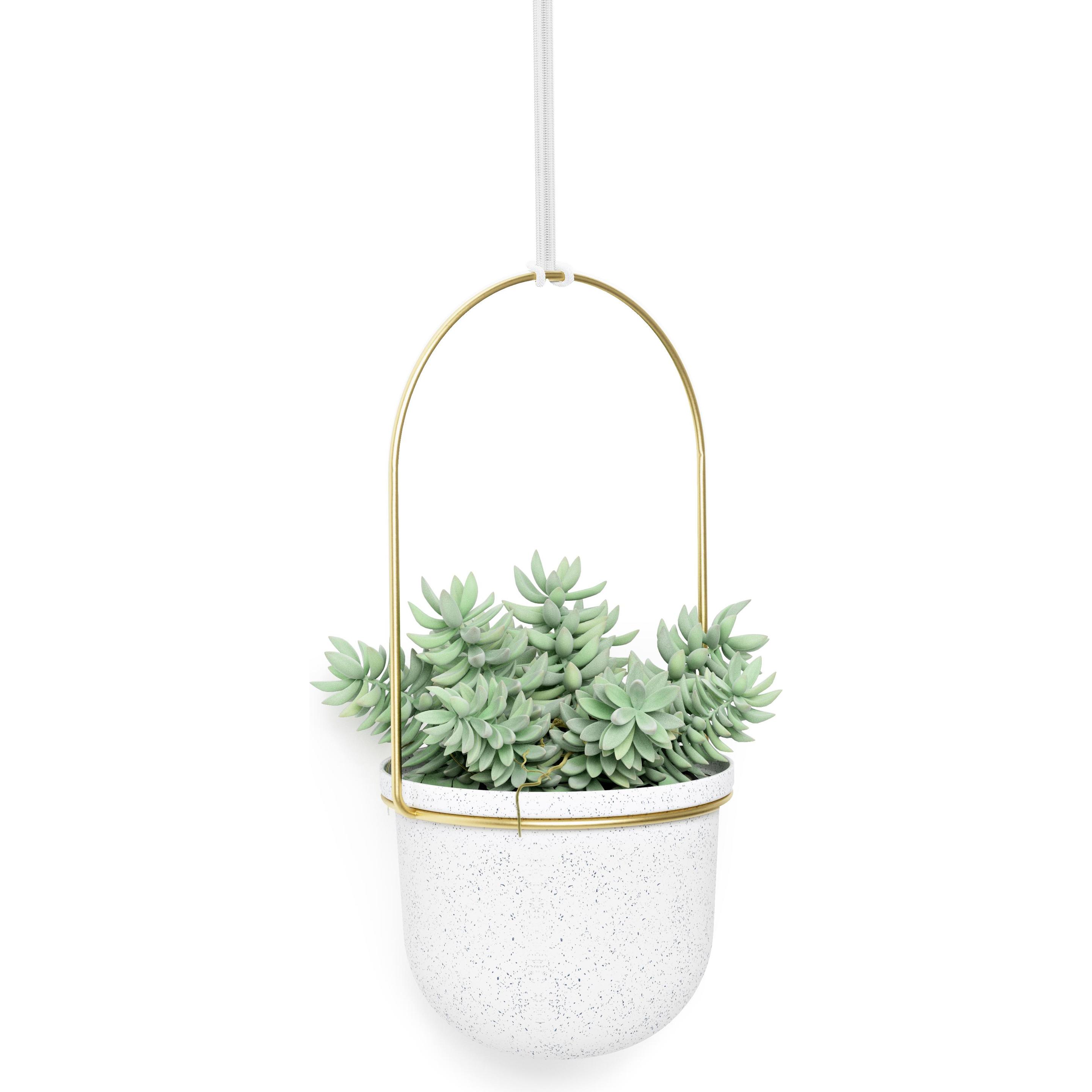 Umbra, Blumentopf, Triflora (18 cm)