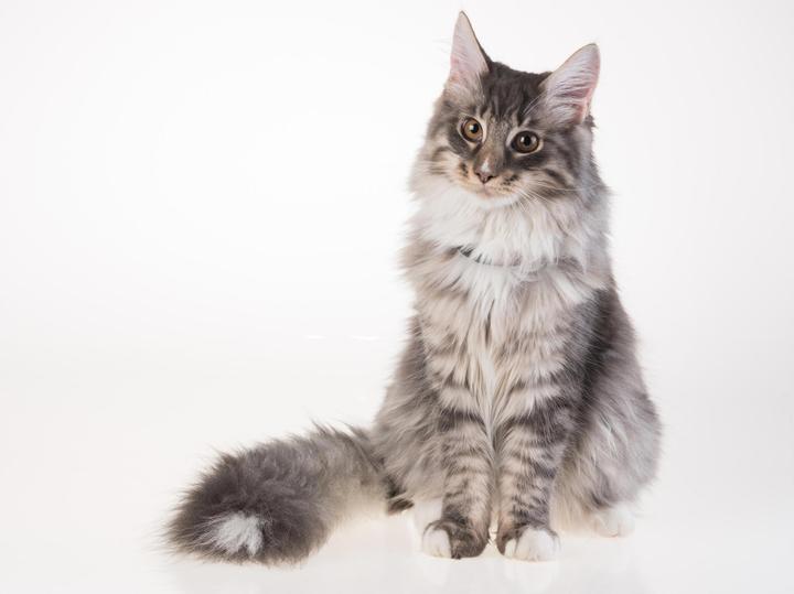 Produktbild PetTracer Katzen-GPS-Ortungsgerät (Katze, Allgemein)