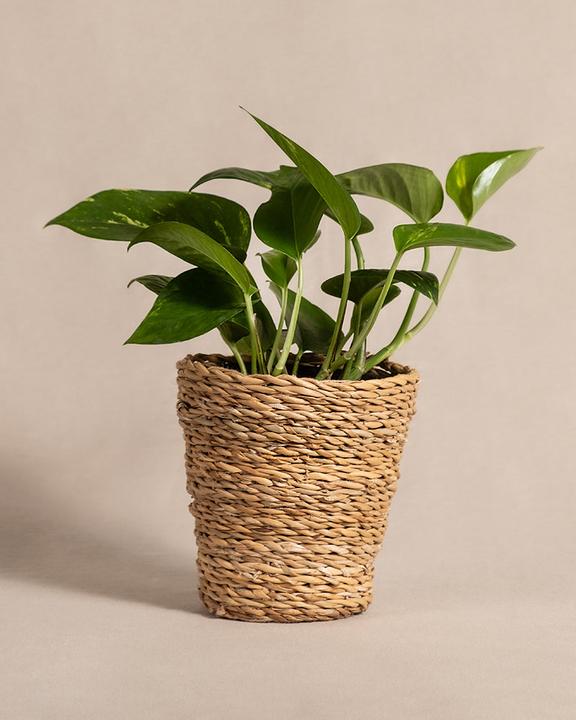 Produktbild feey Efeutute (25 cm, Frisch umgetopft)