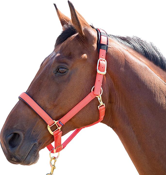 Immagine prodotto Shires UTER239 P