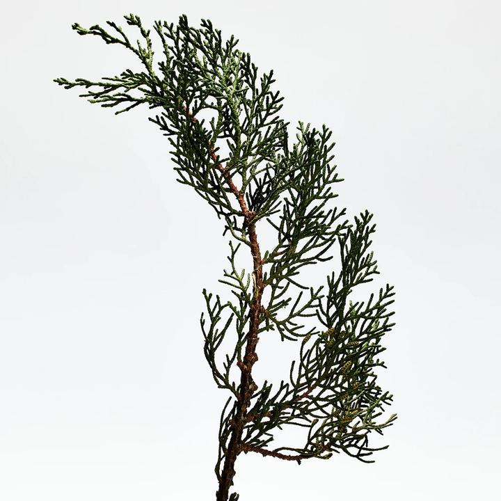 Immagine prodotto Perfumes Loewe 001 Uomo (Eau de parfum, 100 ml)