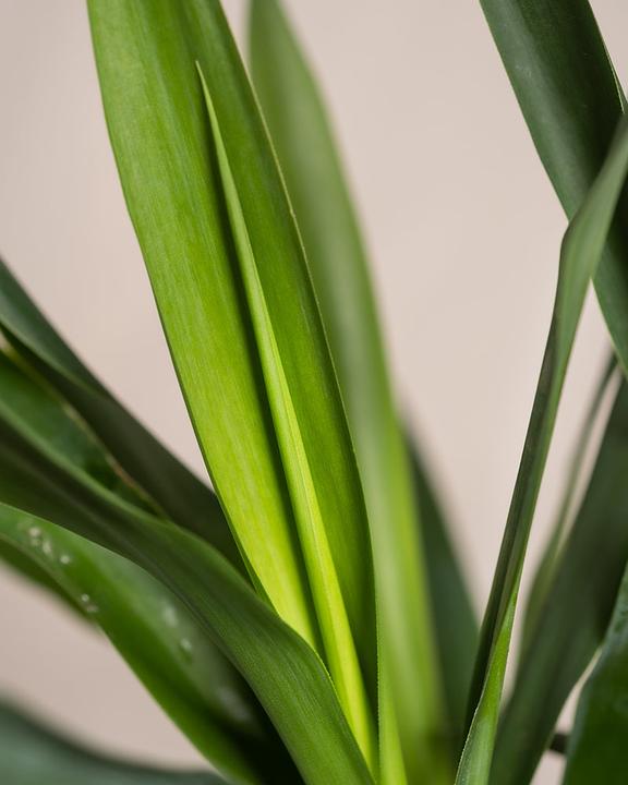 Produktbild feey Kleine Yucca (70 cm, Frisch umgetopft)