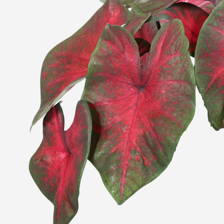 Produktbild Plant in a Box Caladium Postman Joyner - 2er-Set Arum (25 cm)