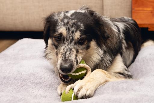 Produktbild Beeztees Minus One Hundespielzeug Tennisball (Ballspielzeug Hund)