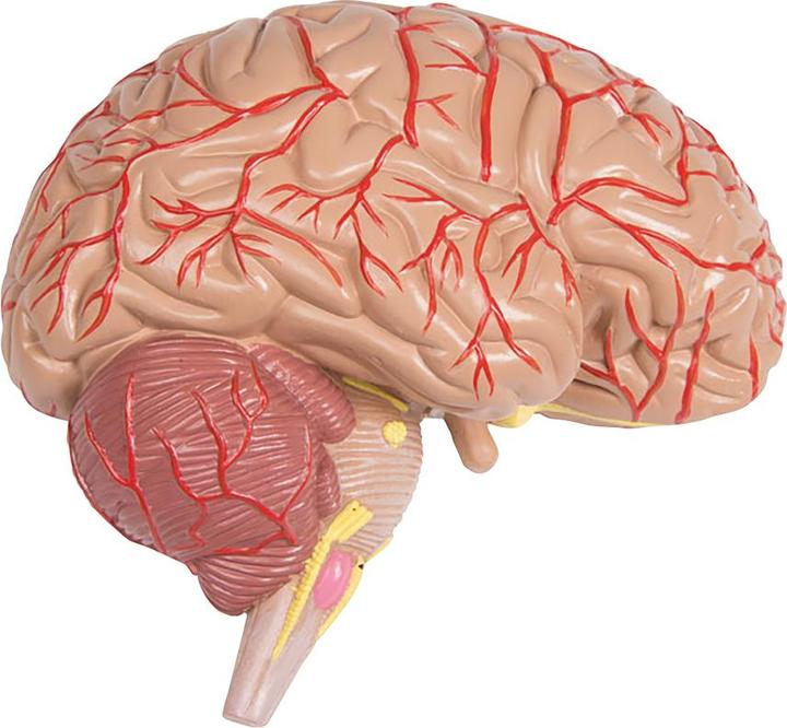 Immagine prodotto Erler Zimmer Modello anatomico del busto con schiena aperta (40 x 23 x 88 cm)