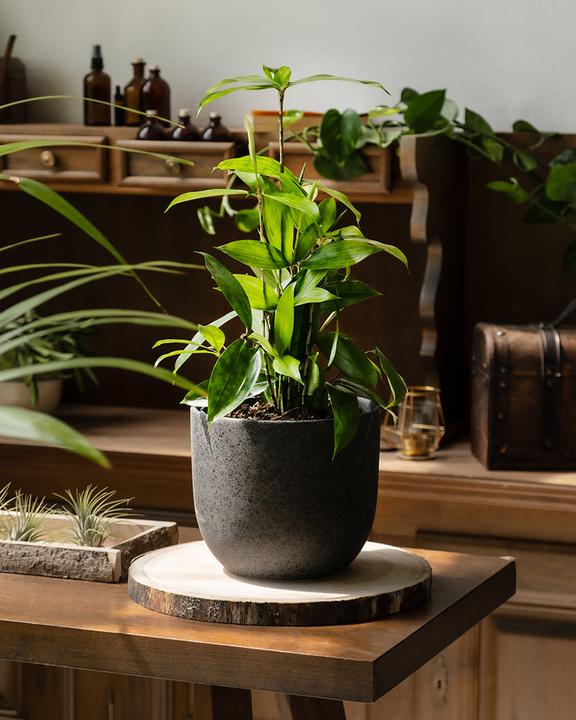Actual product image feey Bambus-Drachenbaum (45 cm, Freshly repotted)