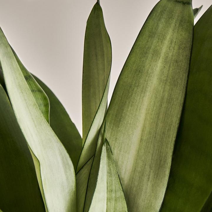 Produktbild Mary and Plants Sansevieria Moonshine (55 cm)