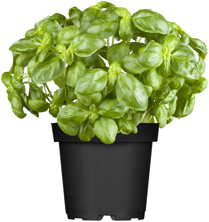 Basilico genovese