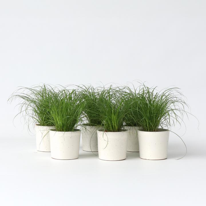 Produktbild Plant in a Box Cyperus zumula - 6er Set Zyperngras (30 cm)