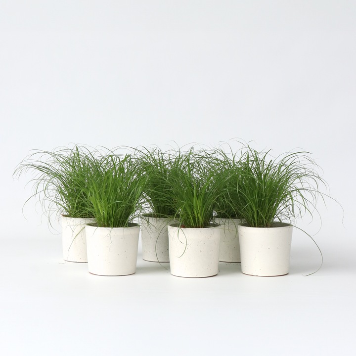 Actual product image Plant in a Box Cyperus zumula - Set of 6 Cyprus Grass (30 cm)