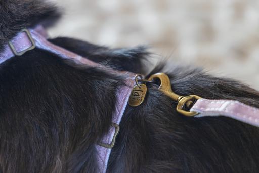 Produktbild Designed by Lotte Katzengeschirr Virante (L, Katze, Spazieren)