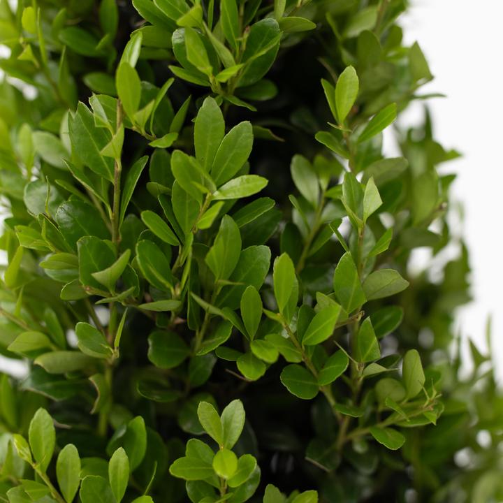 Produktbild Plant in a Box Ilex crenata 'Jenny' - 2er-Set Japanische Stechpalme (30 cm)