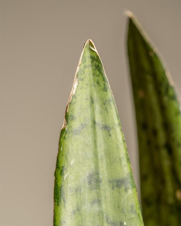 Immagine prodotto feey Grosse Grüne Schwiegermutterzunge (70 cm, Appena rinvasata)