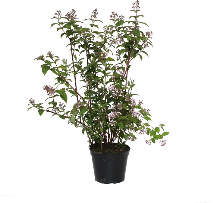 Produktbild Zulauf Rosen-Deutzie / Deutzia hybrida 'Mont Rose' (60 cm)