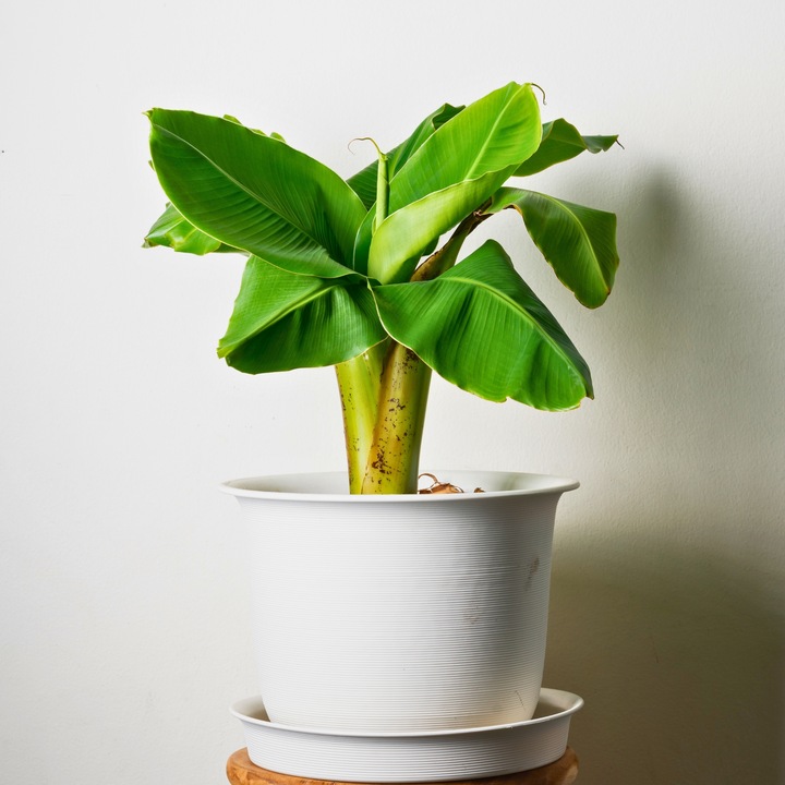 Image du produit Plant in a Box Musa Basjoo - Set de 3 bananiers (40 cm)