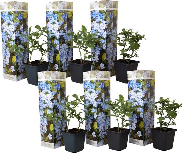 Immagine prodotto Plant in a Box Plumbago auriculata - Set di 6 esemplari Maschio Fedele (25 cm)