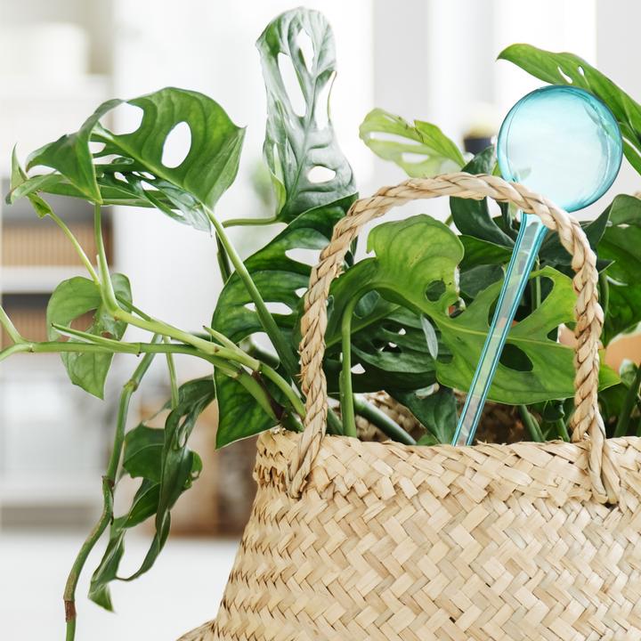 Actual product image Relaxdays Watering Globes, Set of 4 (Irrigation balls)
