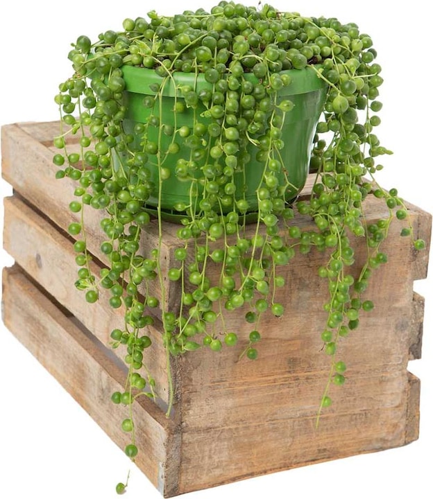 Produktbild VEG and the City Jais (Erbsen am Bande Senecio rowleynanus) (25 cm)