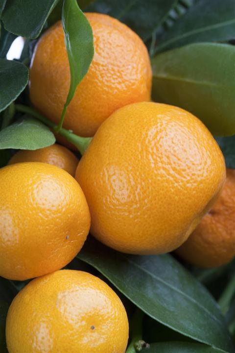 Image du produit Calamondin (65 cm)