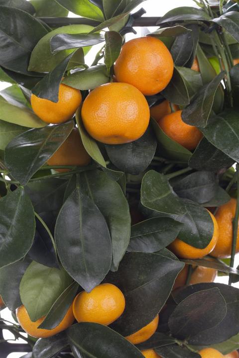 Image du produit Calamondin (65 cm)