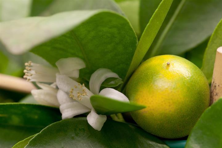 Image du produit Calamondin (65 cm)