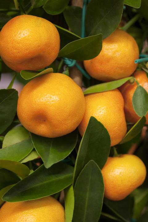 Image du produit Calamondin (65 cm)