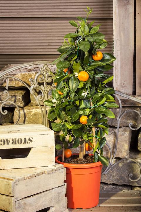 Image du produit Calamondin (65 cm)