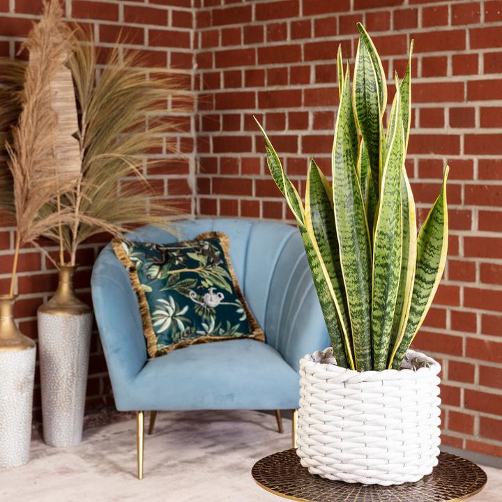 Immagine prodotto Flowerbox Bogenhanf - Sansevieria trifasciata Laurentii