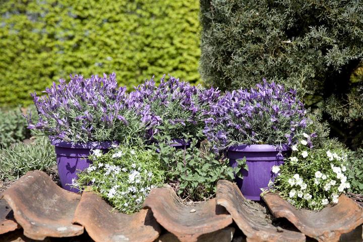 Image du produit Lavande papillon