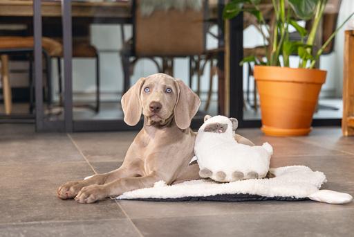 Image du produit Beeztees Jouets à câliner pour chiots et simulateur de battements de coeur (Jouet à lancer chien)