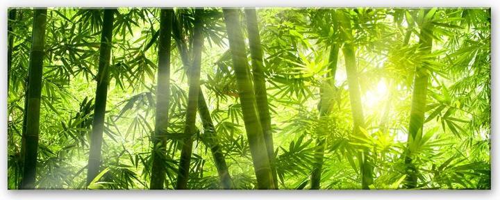 Immagine prodotto Trenddeko Il sole nella foresta di bambù - Panorama (40 x 100 cm)