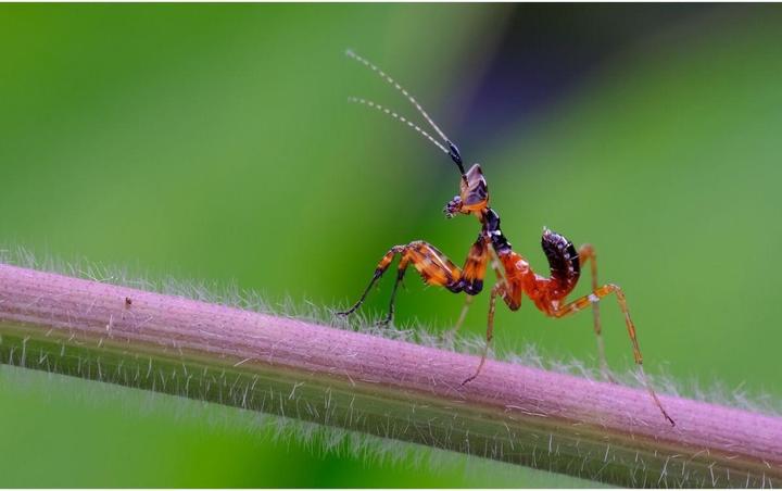 Image du produit Venus Optic Focale fixe 100 mm F2.8 2x Ultra Macro APO (Canon EF, Plein format)