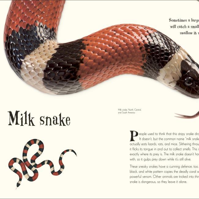 Produktbild An Anthology of Intriguing Animals (Englisch, Ben Hoare, 2018)