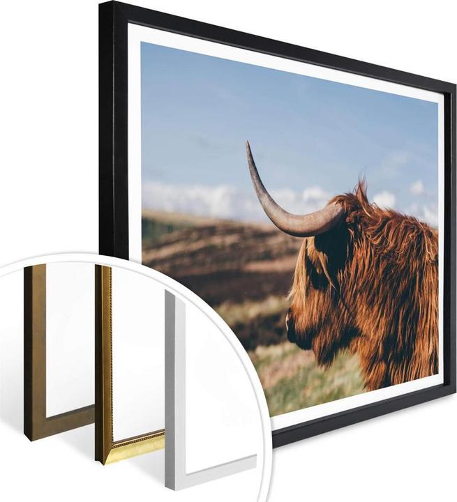 Image du produit Trenddeko Vache Highland 02 (50 x 40 cm)