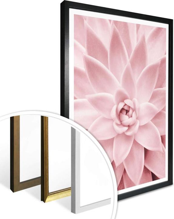 Image du produit Trenddeko Succulente rose (24 x 30 cm)