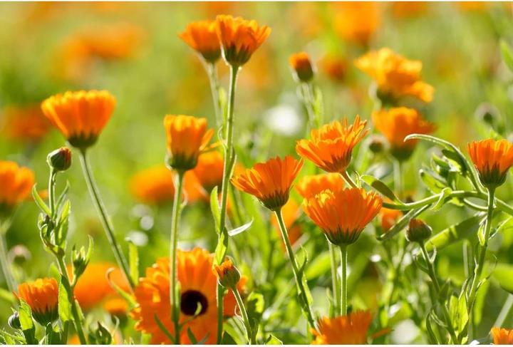 Actual product image Weleda Calendula (100 ml)