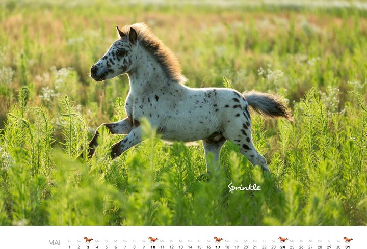 Produktbild Pferde Kalender 2026 Wandkalender
