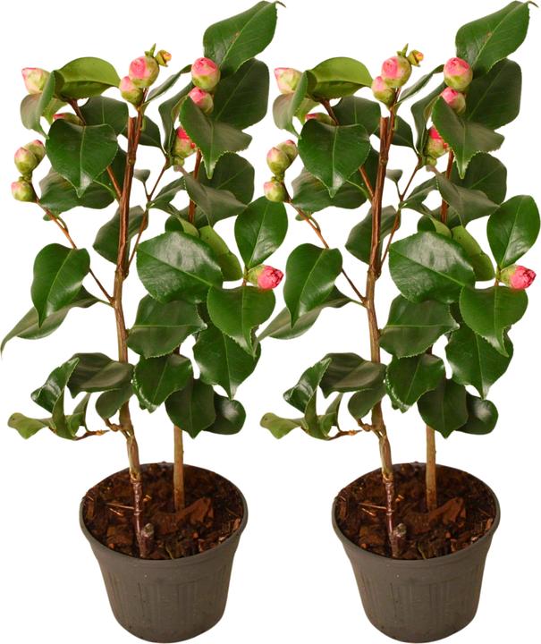 Immagine prodotto Plant in a Box Camellia japonica Dr King - Set di 2 rose giapponesi (50 cm)