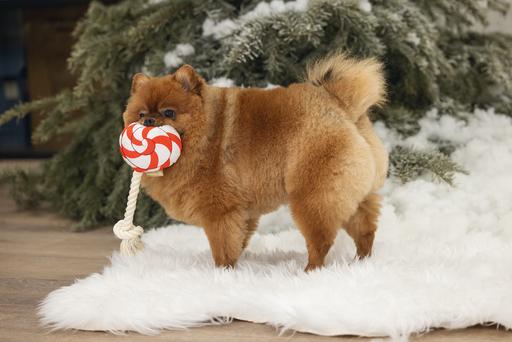 Immagine prodotto Beeztees Lecca-lecca di Natale