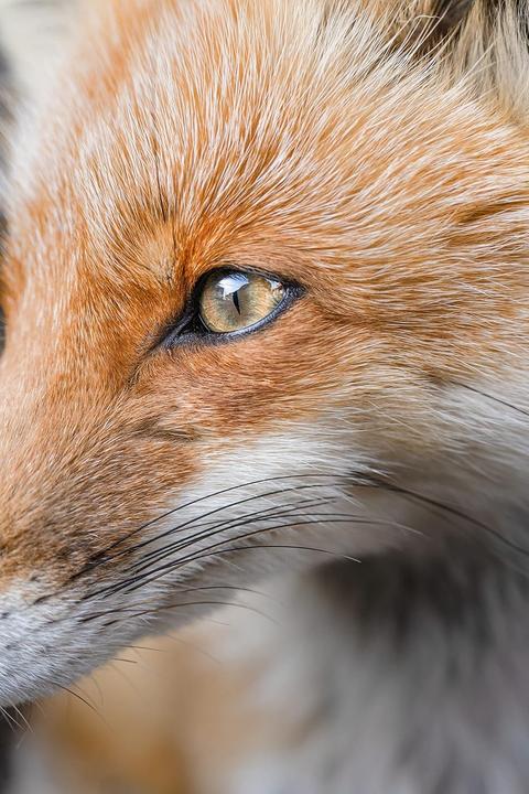 Produktbild Tamron AF 50-400mm F/4.5-6.3 Di III VC VXD (Sony E, APS-C / DX, Vollformat)