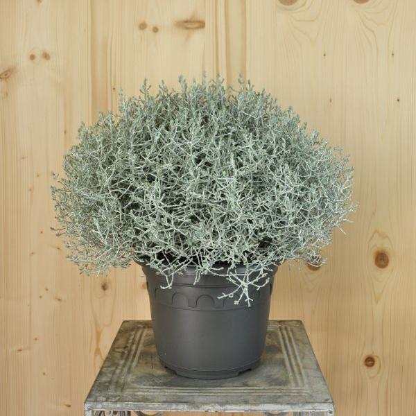 Produktbild Säntispracht Der silberne Winterschmuck, Silberkopf - Calocephalus brownii Silver im 21 er Topf (60 cm)