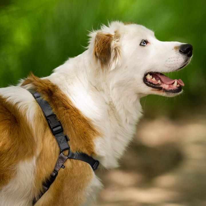 Immagine prodotto PetSafe Easy Walk (L, Cane, Passeggiare)