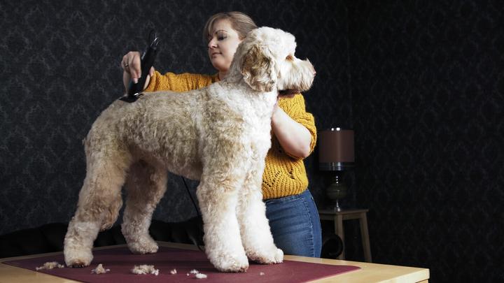 Actual product image Moser Max 50 (Dog, Cat)