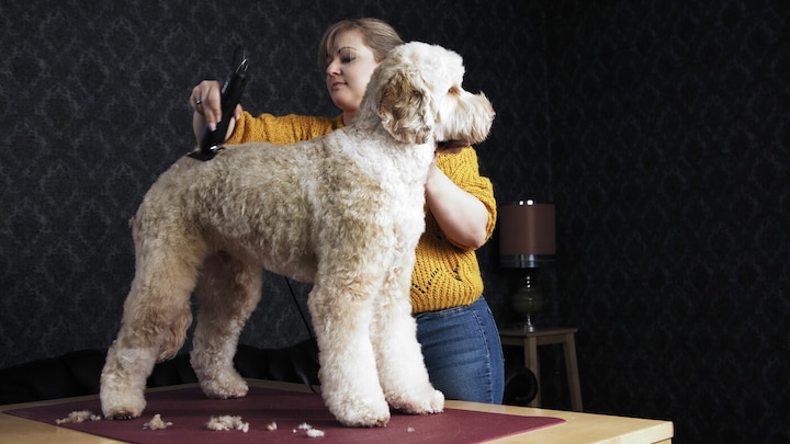 Image du produit Moser Max 50 (Chien, Chat)