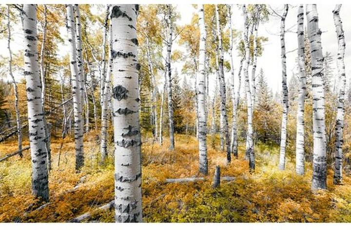 Komar Vliesbehang Colourful Aspenwoods 9-panel 450 x 280 cm (450 x 280 cm)
