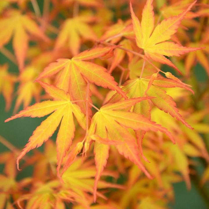 Produktbild Plant in a Box Acer palmatum 'Katsura' - Japanischer Ahorn (70 cm)