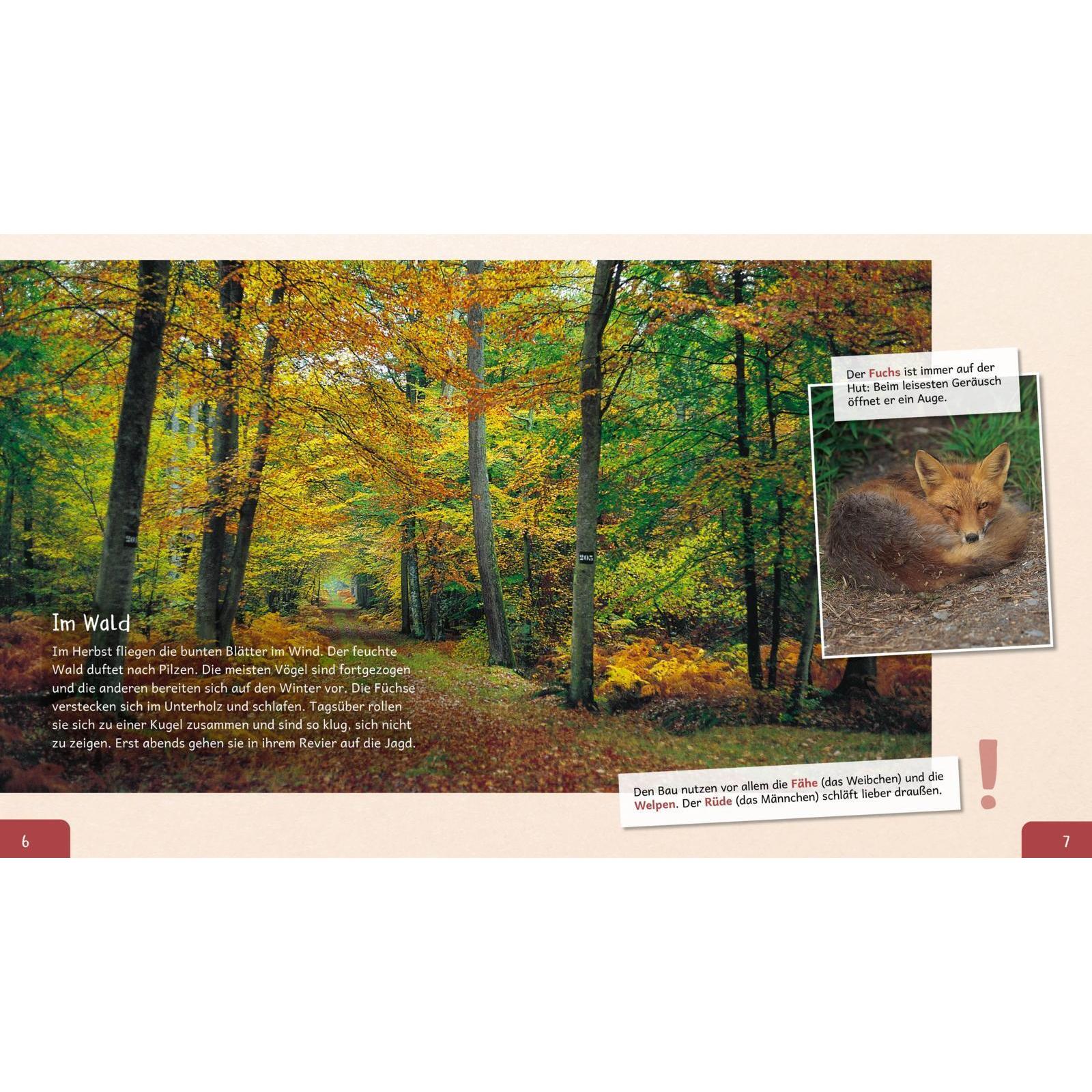 Thumbnail - Meine grosse Tierbibliothek: Der Fuchs, Kinderbücher von Christian Havard