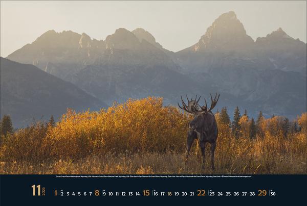 Produktbild Wilde Tiere - weite Landschaft 2026